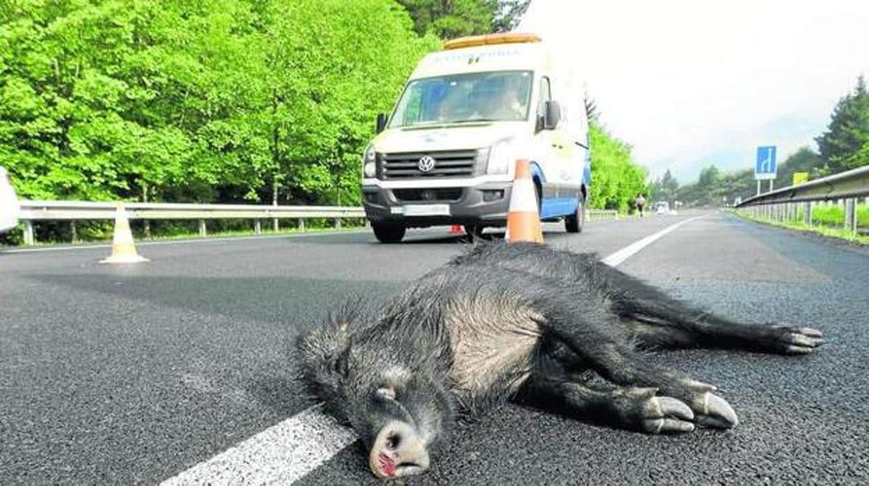 Los animales han provocado más de doscientos accidentes con víctimas en la provincia de Sevilla en el último sexenio