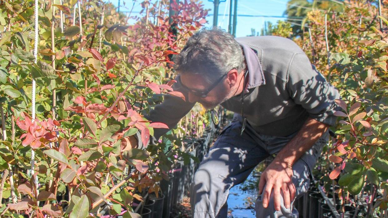 Pistacheras que cultiva el paradense Juan Álvaro Lumbreras