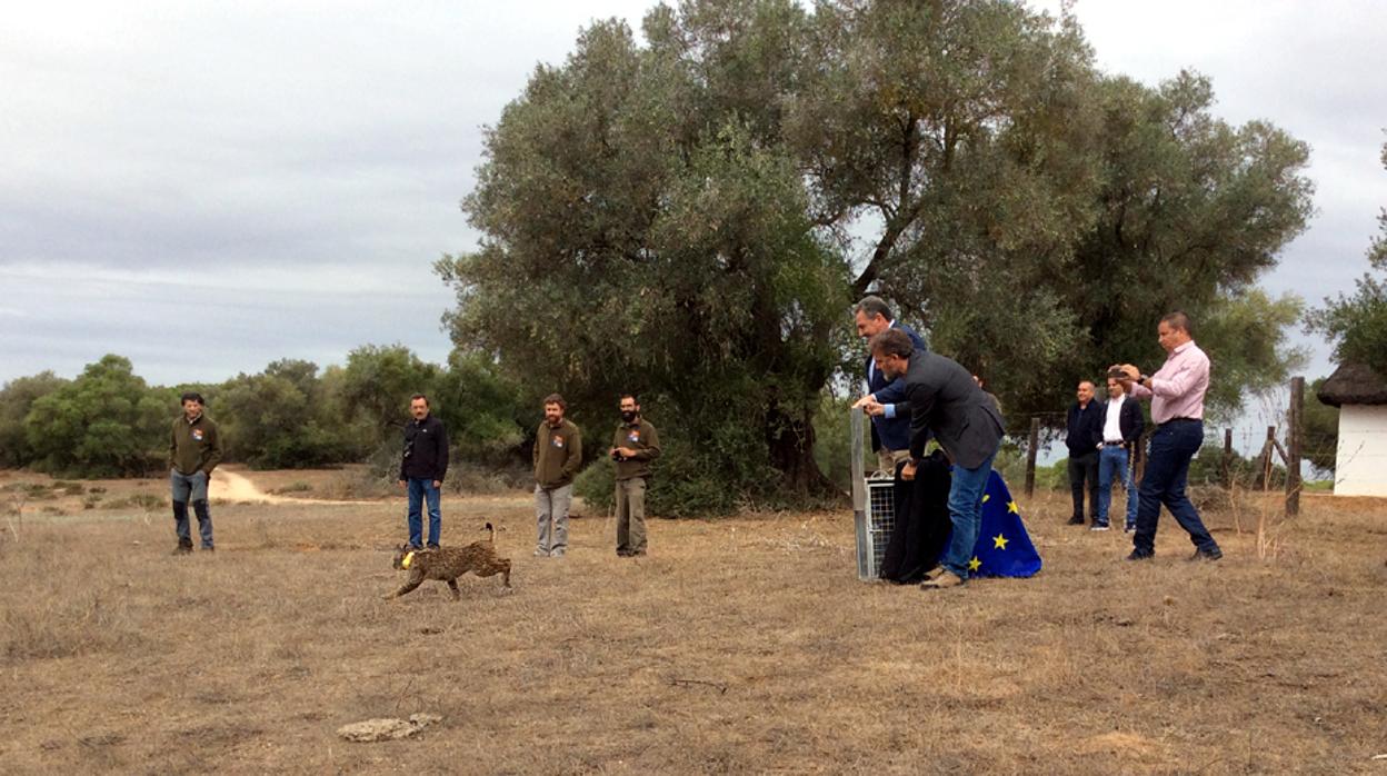 Momento de la suelta del lince ayer