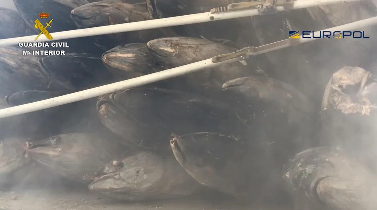 Así 'blanqueaban' atunes rojos ilegales en Cádiz