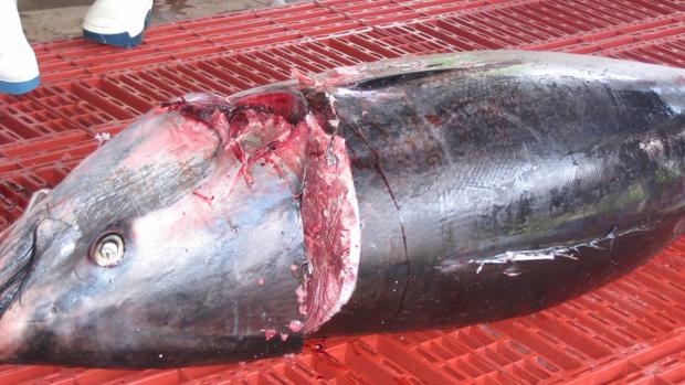 Intervenidos en el puerto de Tarifa 17 atunes rojos con un peso total de 720 kilos