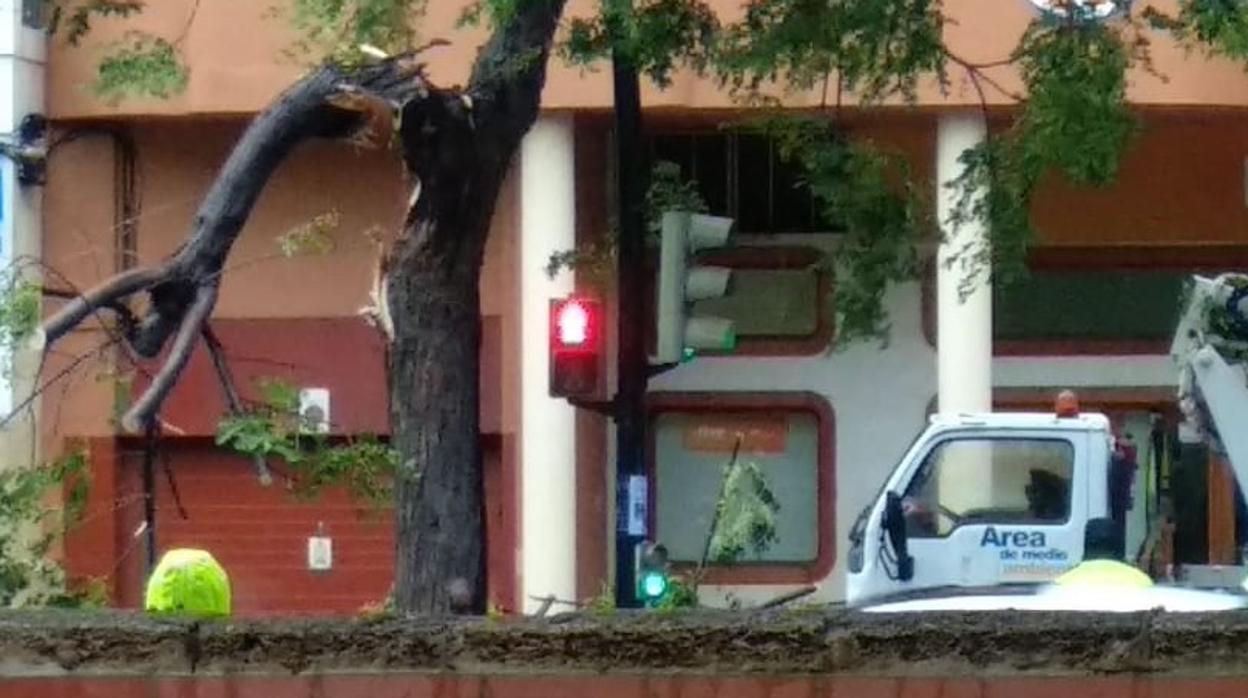 La lluvia ha derribado la rama del árbol enfrente del colegio de Las Esclavas.