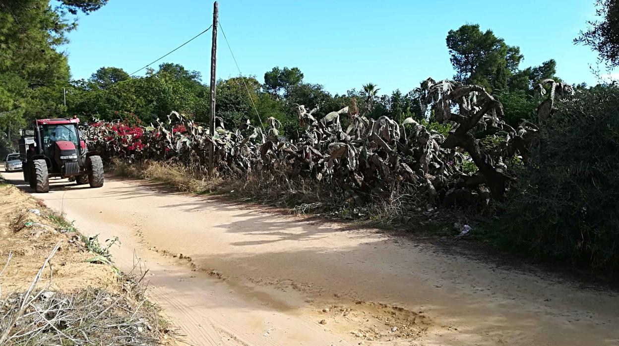 El pleno municipal ha solicitado un arreglo urgente del conocido Camino del Zoológico