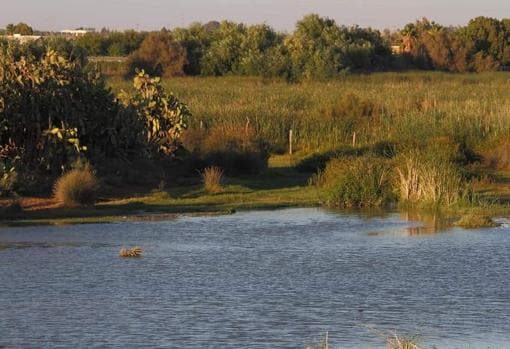 El humedal El Pantano de Los Palacios y Villafranca ya es Reserva Ecológica