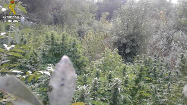 Dos detenidos con 380 plantas de marihuana en Utrera