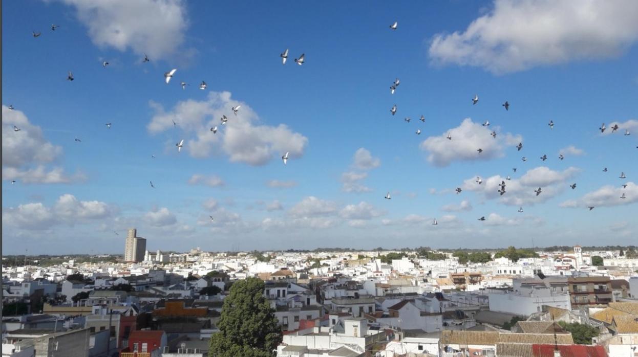 El Ayuntamiento de Utrera pondrá en marcha un plan para erradicar el 90% de las palomas en el Centro