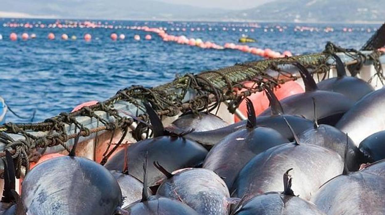 Mínima subida de la cuota de pesca de atún rojo en las almadrabas para 2019
