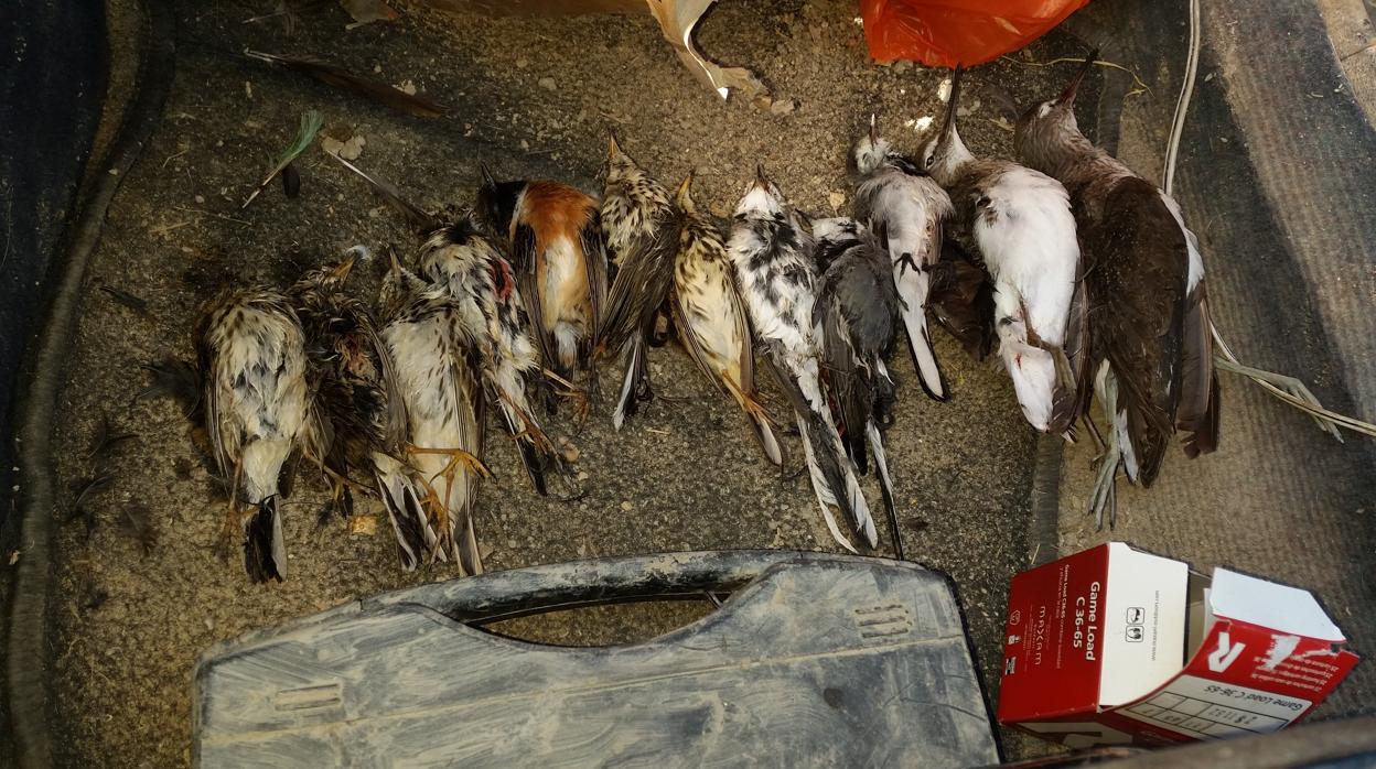 Investigan a un padre por alentar a su hijo de nueve años a matar especies protegidas de aves