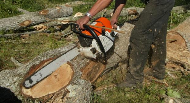 Piden prisión para el exedil de Arcos acusado de llevarse toneladas de leña del municipio a su casa