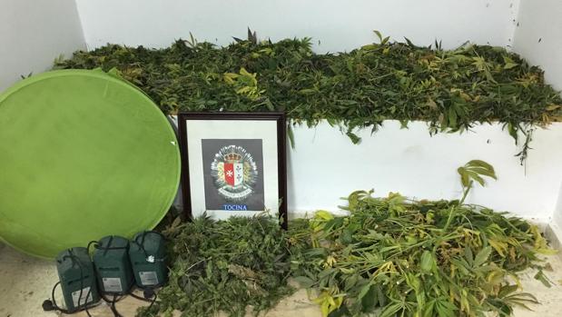 La Policía Local de Tocina desmantela una de las mayores plantaciones de marihuana de la comarca