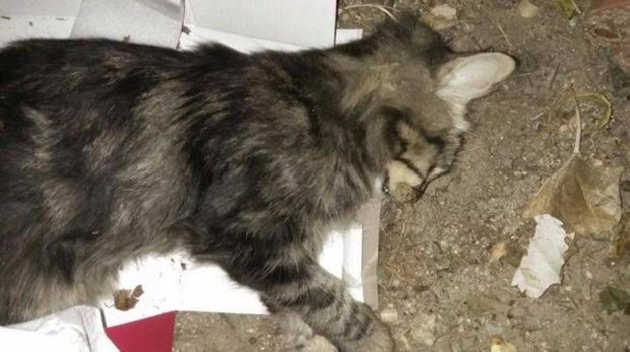 Investigan la muerte de dos gatos por envenenamiento en la vía pública en El Viso del Alcor