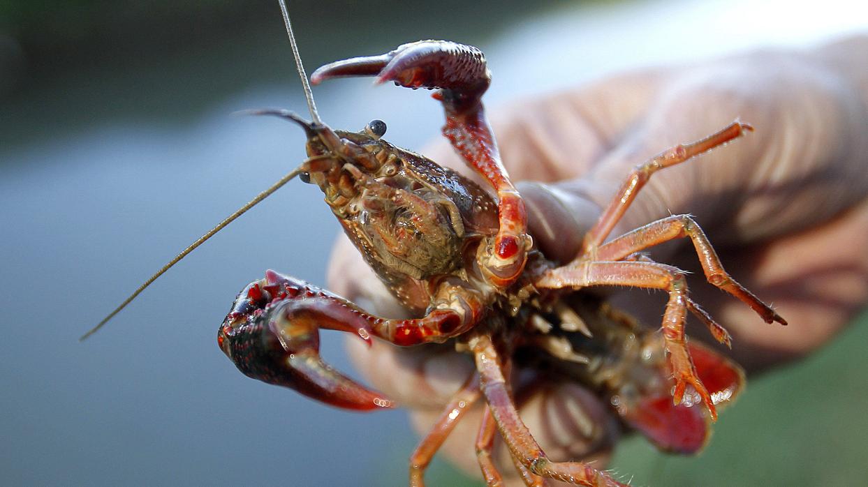 Un estudio de la Hispalense revela la presencia de compuestos antibióticos en el cangrejo rojo americano