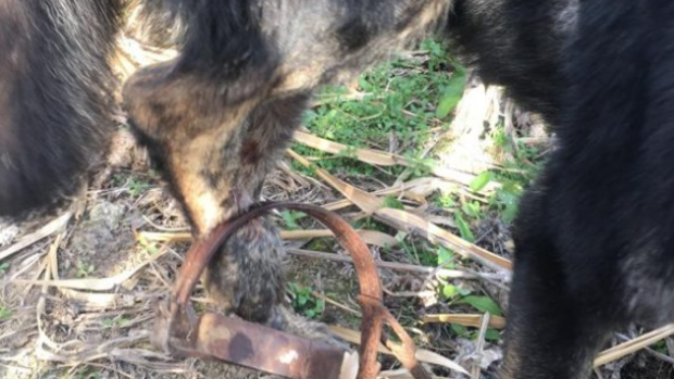 Rescatan a un perro atrapado por un cepo en Arahal con restos de balines en el interior de su cuerpo