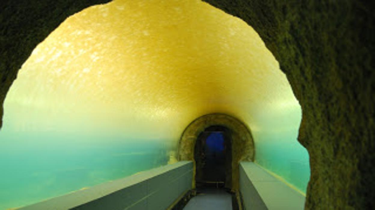 Imagen de un túnel que cruza el acuario más grande del edificio.