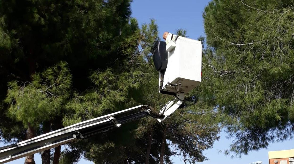 El insecto prolifera sobre todo en las zonas de pinares