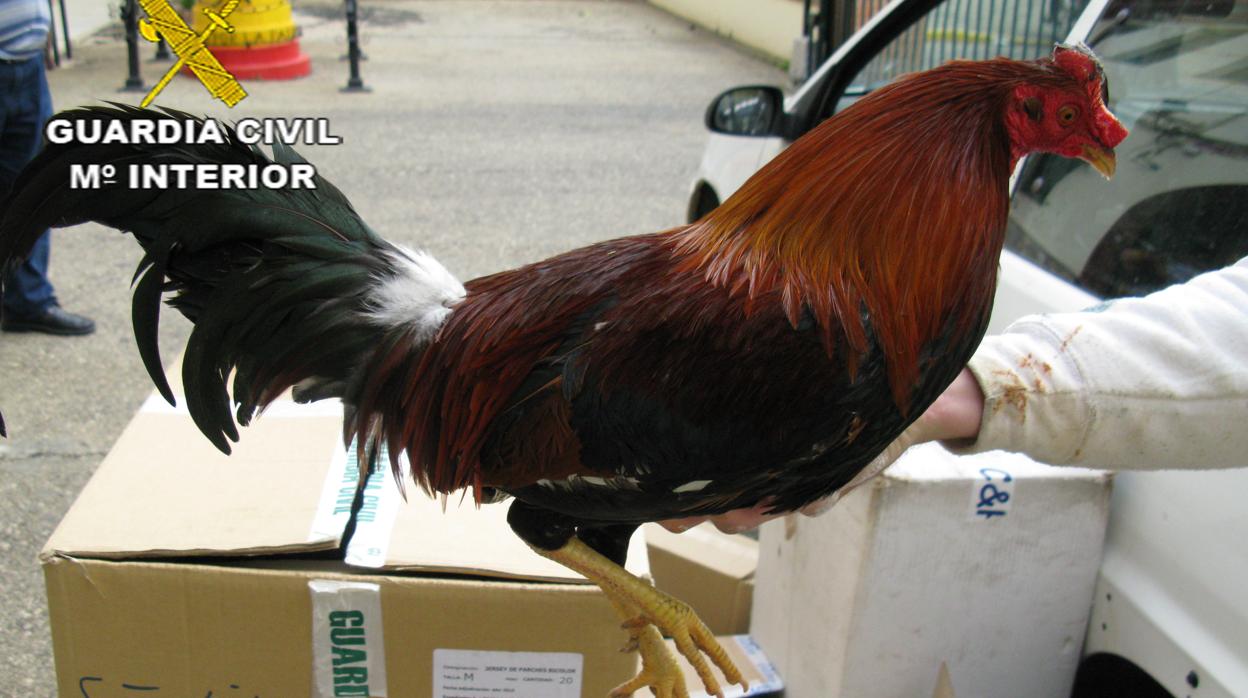 Uno de los gallos recuperados por la Guardia Civil