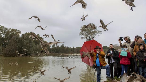 Avistamiento de aves en la provincia de Sevilla