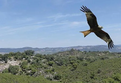 Águila planeando sobre la Sierra Norte de Sevilla
