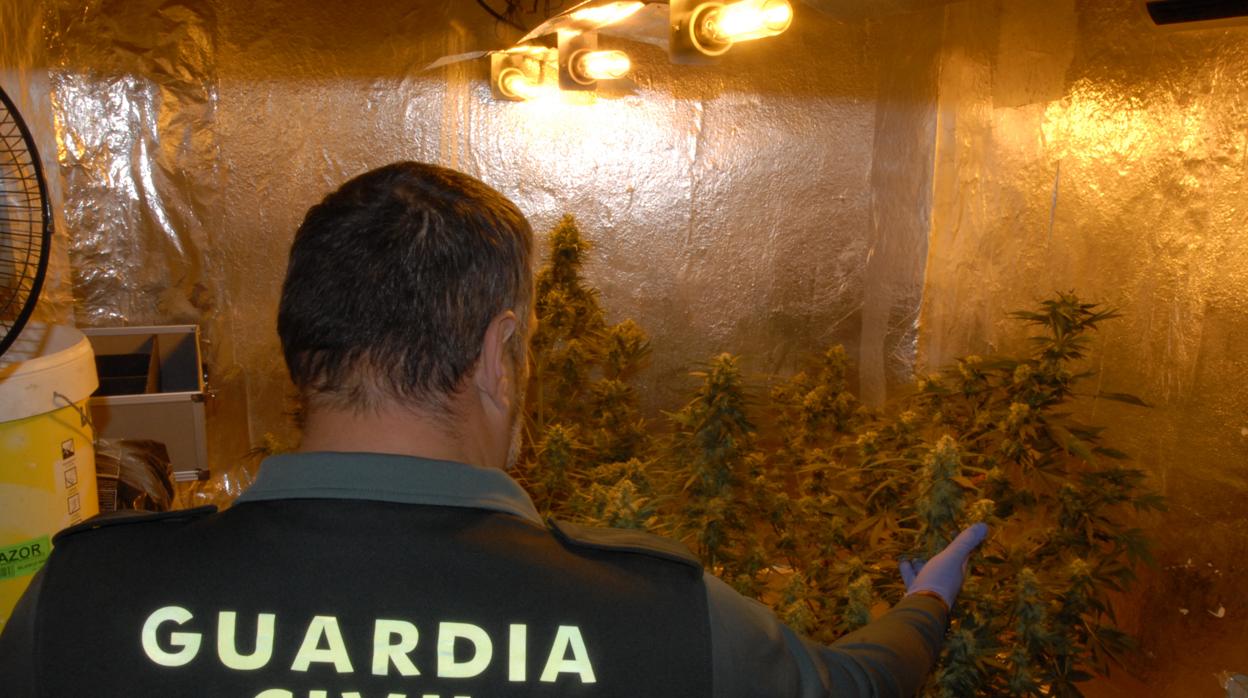 Agente de la Guardia Civil interviene una planta de marihuana