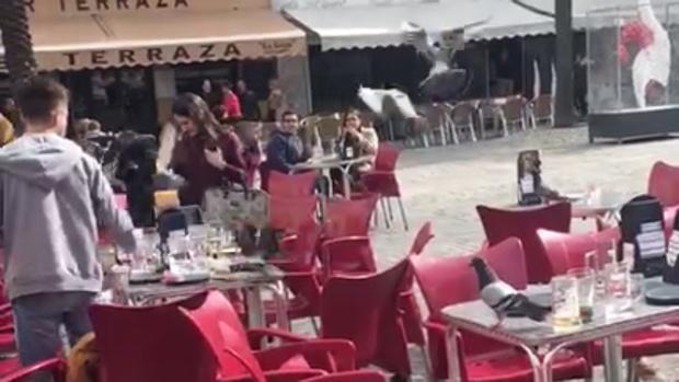 El Ayuntamiento de Cádiz colocará dos dispensadores de pienso anticonceptivo para las palomas