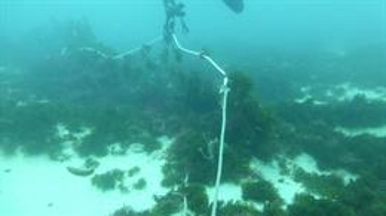 Verdemar critica la presencia de «redes fantasma que matan fauna marina» en la Isla de Tarifa