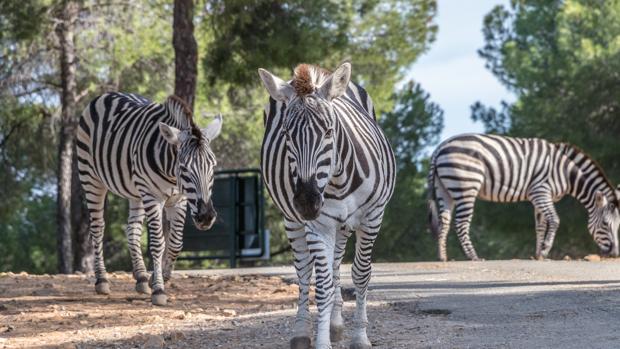 Una escapada por los zoos cercanos a Sevilla