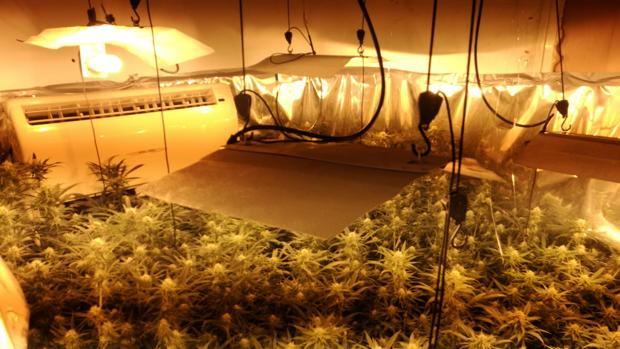 La Guardia Civil acude a una vivienda de Jerez por una discusión y encuentra 150 plantas de marihuana