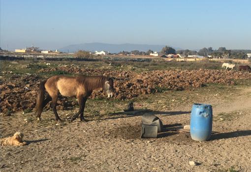 La finca donde han sido encontrados los animales.