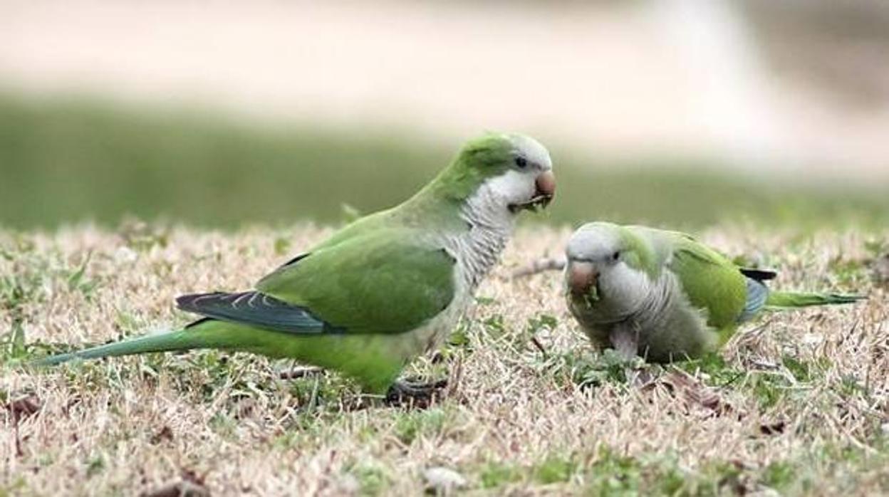 Las cotorras argentinas suponen una amenaza para la fauna autóctona