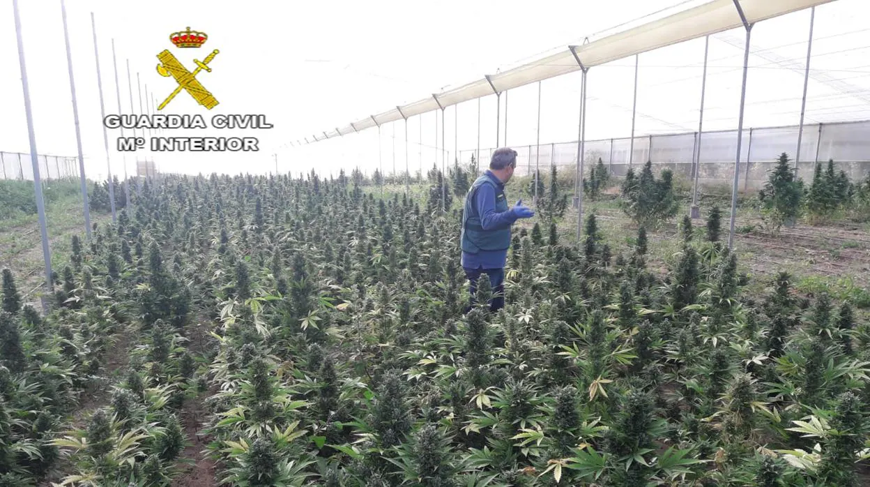 Desmantelada en Marchena una plantación de casi 3.000 plantas de marihuana