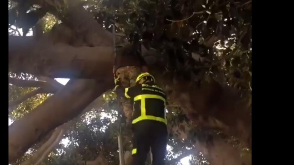 Trepa al ficus del Mora de Cádiz para hacerse una foto y tiene que ser rescatado por los bomberos