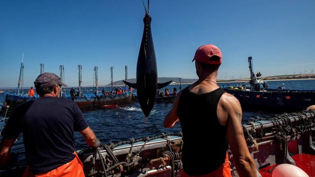 Almadrabas, una saga de tres mil años