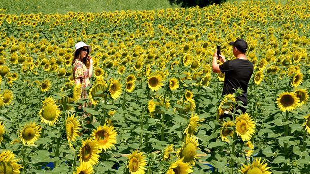 Sevilla y el bello espectáculo de los campos de girasoles en flor