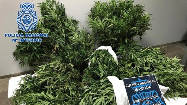 Dos detenidos como presuntos responsables de cultivo de cannabis sativa en El Puerto