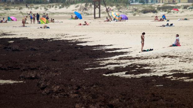 Las playas de Cádiz, entre algas, medusas y bacterias