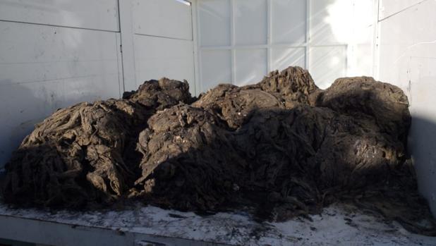 El monstruo de las toallitas sigue causando estragos en Cádiz