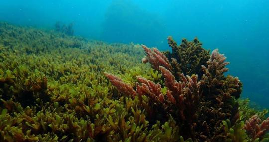 Los fondos marinos del Estrecho, invadidos por el Rugulopterix okamurae, alga asiática invasora.