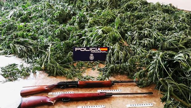 Detienen a los responsables de una plantación con 70 kilos de marihuana y dos escopetas en Morón