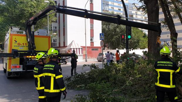 Dos heridas por la caída de un árbol en Cádiz