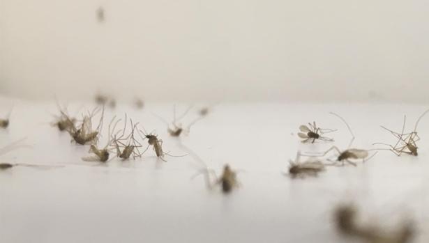 El Ayuntamiento de Barbate pide a la Junta una solución «inminente» a las plagas de mosquitos