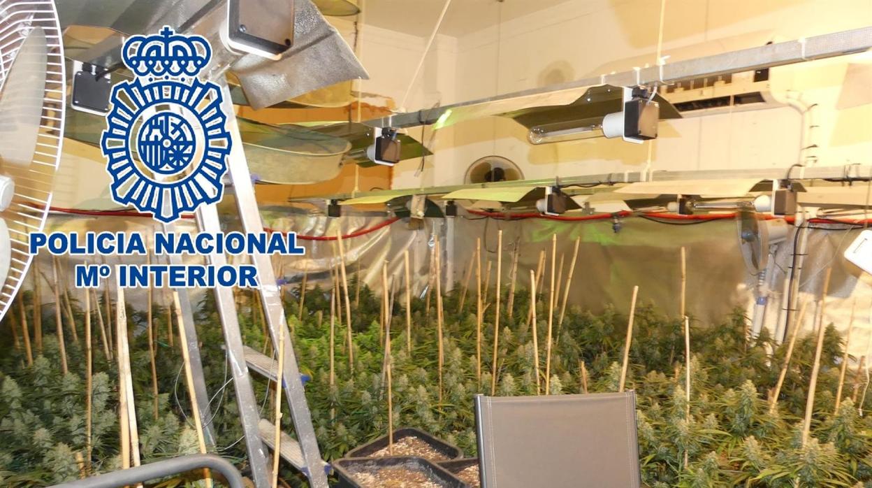 Plantación de marihuana desmantelada por la Policía Nacional en Sanlúcar.