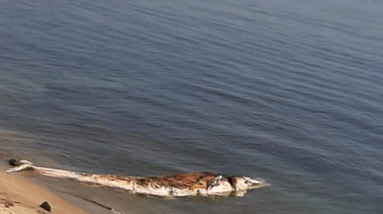 Llega el cadáver de una ballena hasta la playa algecireña de Getares