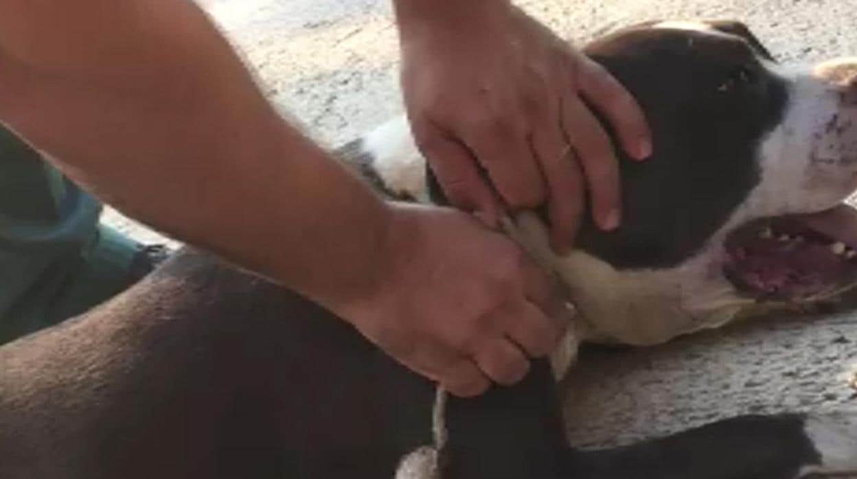 Perro potencialmente peligroso rescatado por la Guardia Civil