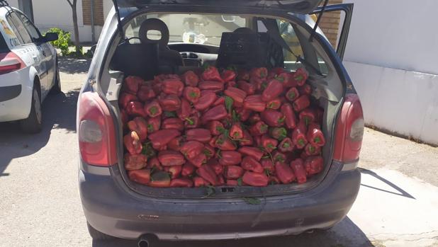 Investigan a un hombre por robar 200 kilos de pimientos para asar en Utrera