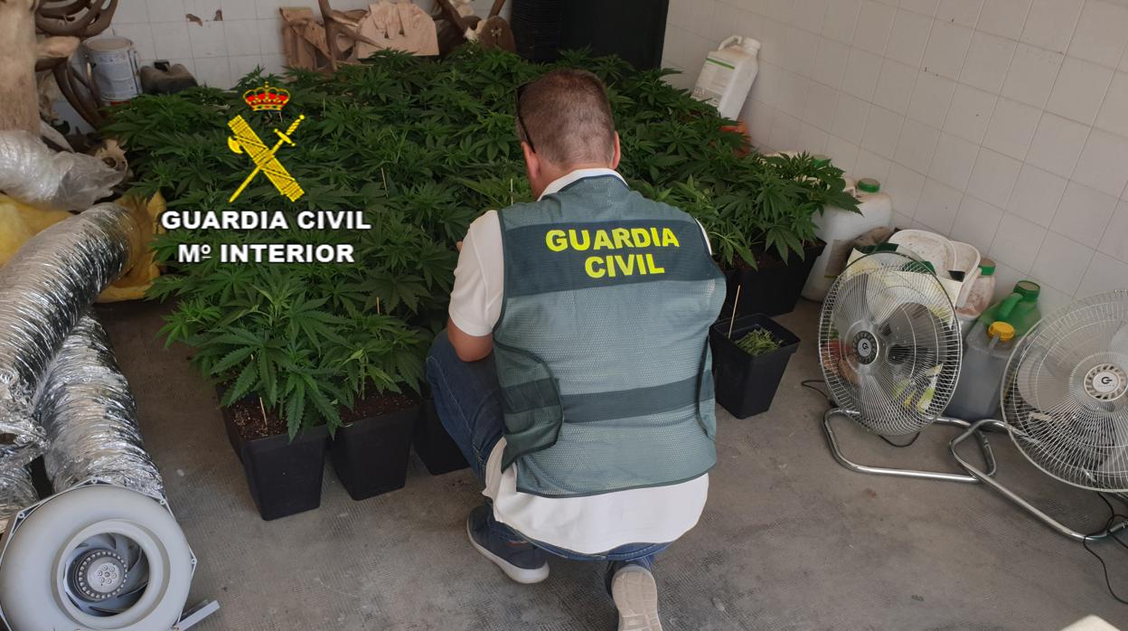 Plantación de marihuana destapada por la Guardia Civil en Osuna