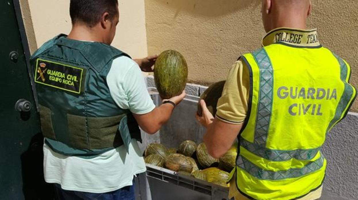 La Guardia Civil ha detenido a siete personas por robar melones en varios municipios de Sevilla