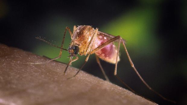 Esta semana comienza el tratamiento para controlar los mosquitos en La Janda