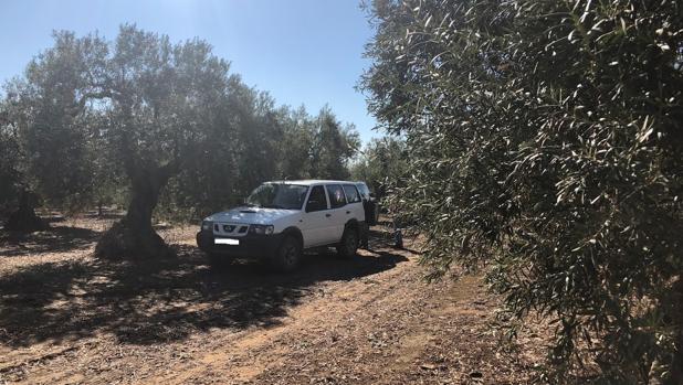 Los agricultores de Arahal se organizan en patrullas para evitar los robos de aceitunas en el campo