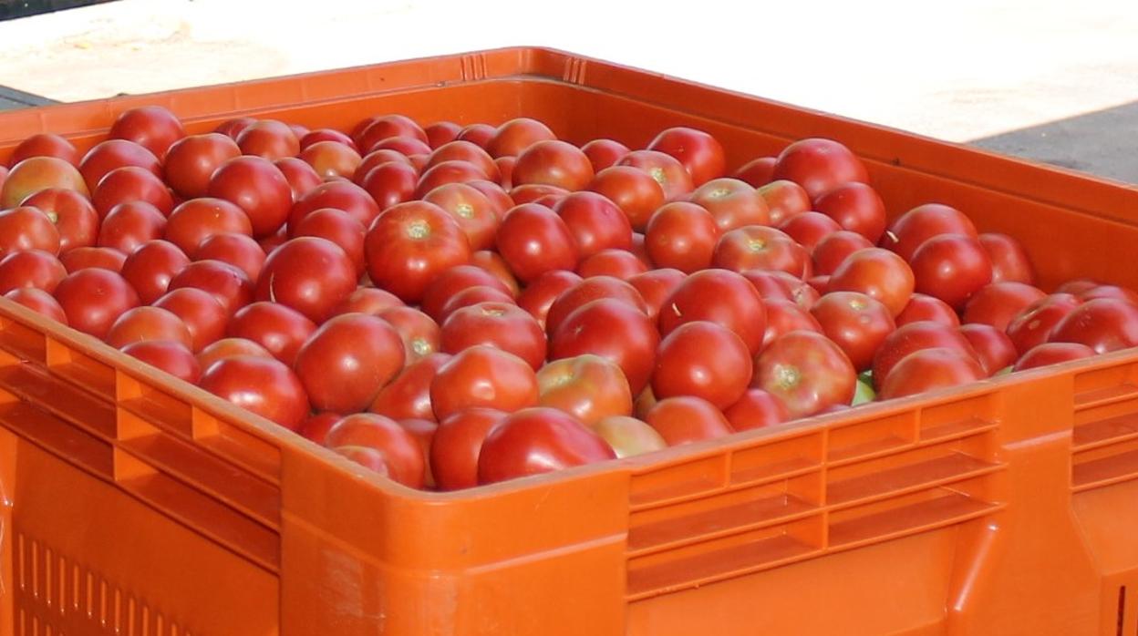 El tomate palaciego sigue su buena línea de producción