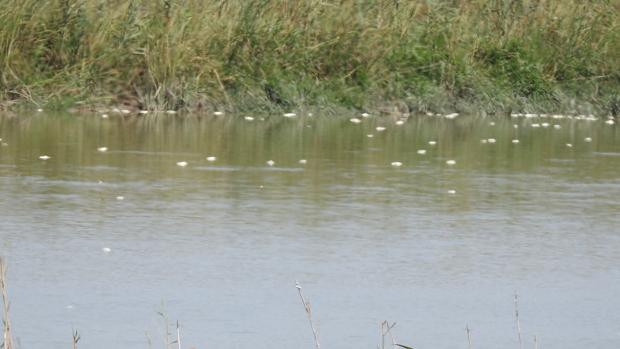 Aparecen miles de peces muertos a través de varios kilómetros del cauce del Río Guadaíra